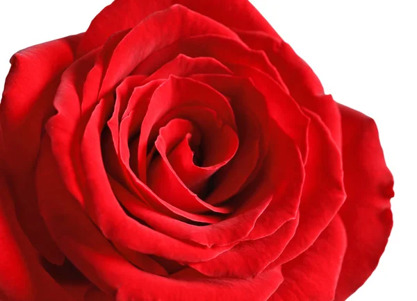 Beautiful Red Rose Flower Light Background Closeup — Stock Photo, Image