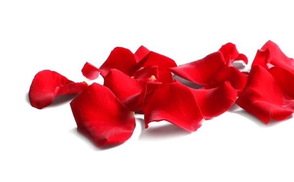 Beautiful Red Rose Petals White Background — Stock Photo, Image