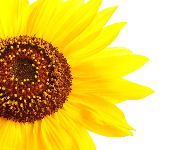 Beautiful bright yellow sunflower on white background