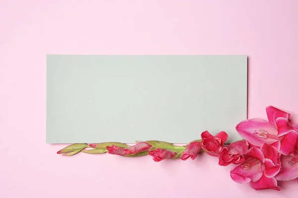 Λουλούδια Όμορφα Γλαδιόλες Κενή Κάρτα Στο Χρώμα Φόντου Top View — Φωτογραφία Αρχείου