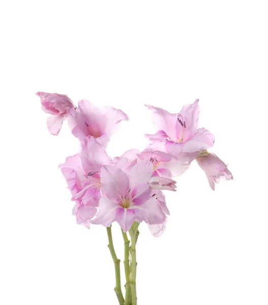 Bellissimi Fiori Gladiolus Sfondo Bianco — Foto Stock