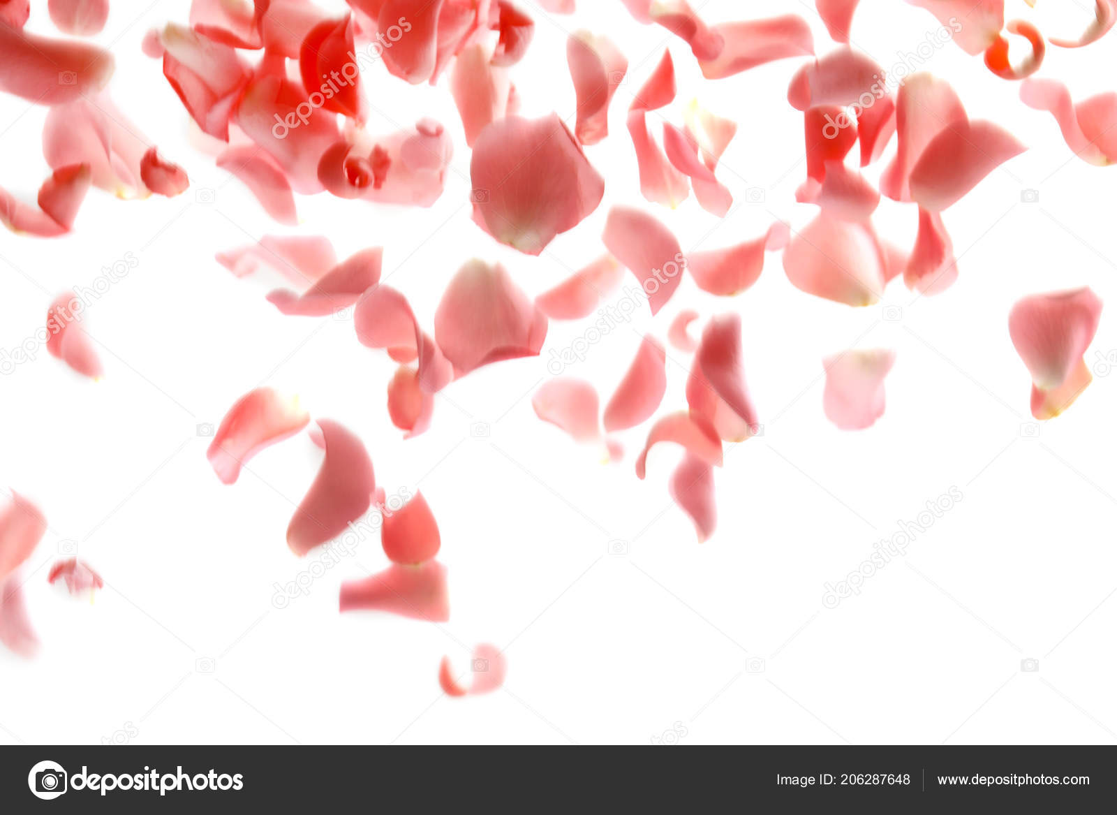 720+ Rose Petals Falling Stock Photos, Pictures & Royalty-Free Images -  iStock  Pink rose petals falling, Red rose petals falling, Rose petals  falling on white