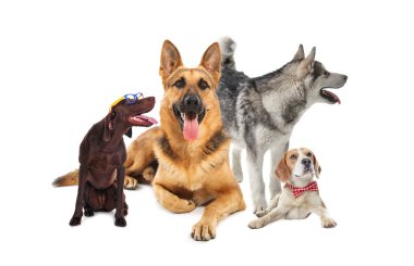 Beyaz arkaplanda farklı köpek grupları