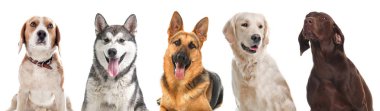 Beyaz arka plan üzerinde farklı köpeklerin satır