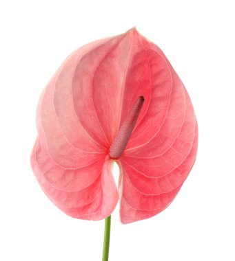 Beyaz arka plan üzerinde güzel pembe antoryum çiçek. Tropikal bitki