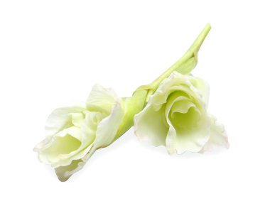 Beyaz arka planda güzel gladiolus çiçekleri