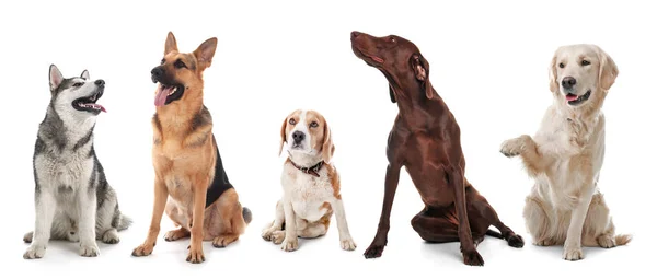 Beyaz Arka Plan Üzerinde Farklı Köpeklerin Satır — Stok fotoğraf