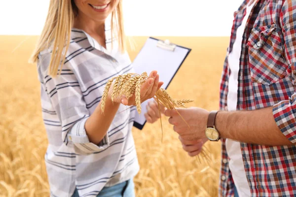 Young Agronomists Grain Field Cereal Farming — Stock Photo, Image