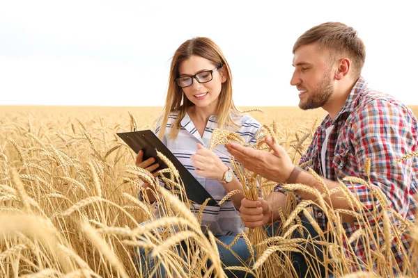 Jóvenes Agrónomos Campo Grano Producción Cereales — Foto de Stock