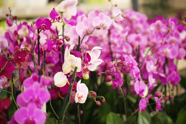 Hermosas Flores Orquídea Rosa Primer Plano Planta Tropical —  Fotos de Stock
