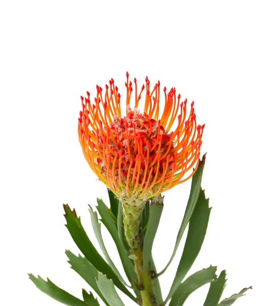 Mooie Protea Flower Witte Achtergrond Tropische Plant — Stockfoto