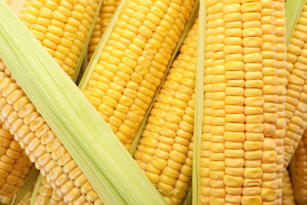 Tasty Sweet Corn Cobs Background Closeup — Stock Photo, Image