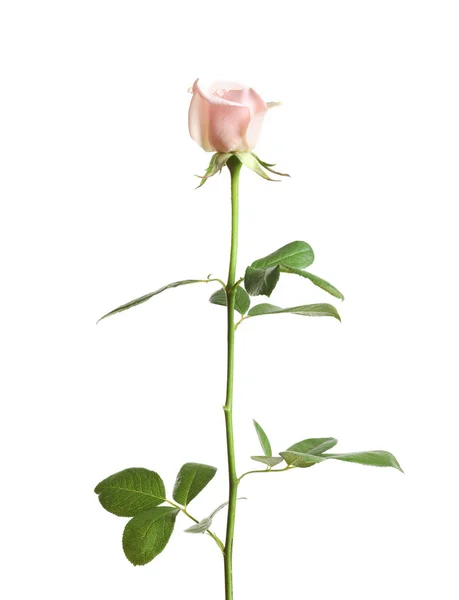 Hermosa Flor Rosa Sobre Fondo Blanco — Foto de Stock