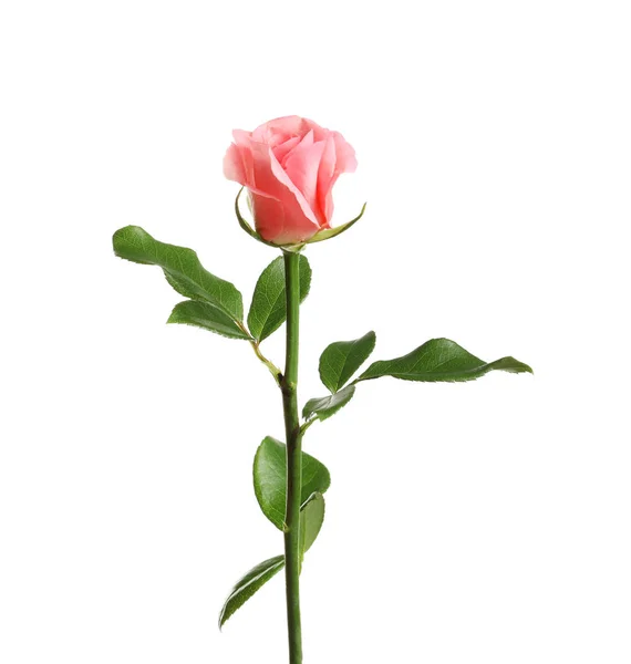 Vacker Ros Blomma Vit Bakgrund — Stockfoto