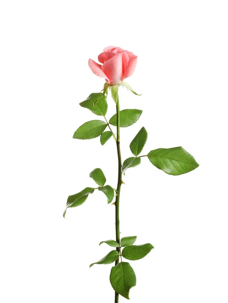 Bela Rosa Flor Fundo Branco — Fotografia de Stock