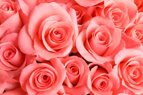 Hermosas Rosas Como Fondo — Foto de Stock