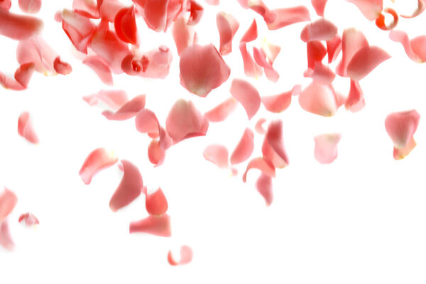 Falling rose petals on white background