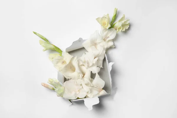 Composición Con Hermosas Flores Gladiolo Papel Desgarrado —  Fotos de Stock