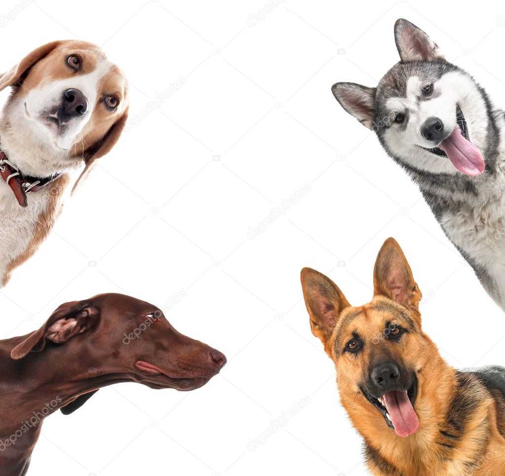 Group of different dogs on white background