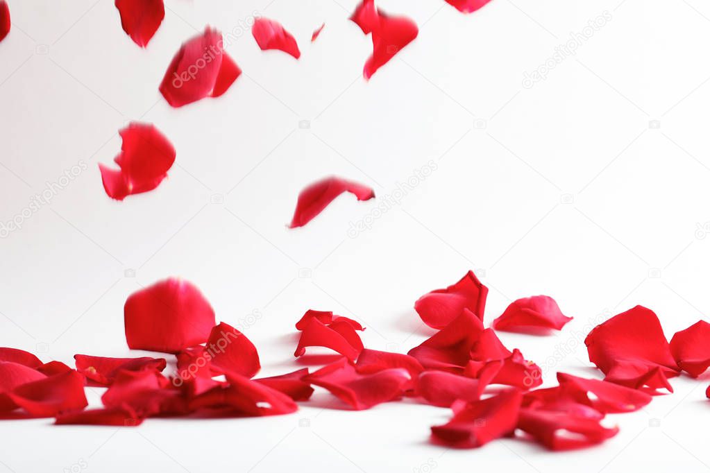 Beautiful rose petals falling on light background