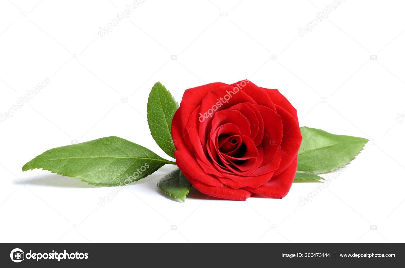 Belle Fleur Rose Rouge Sur Fond Blanc Photographie