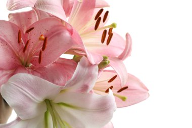 Beyaz arka plan üzerinde güzel çiçek açan lily çiçekler