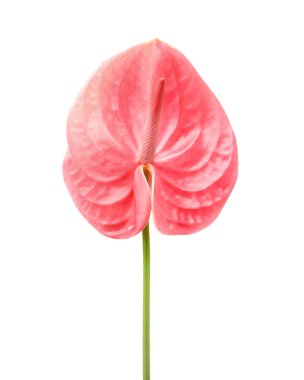 Beyaz arka plan üzerinde güzel pembe antoryum çiçek. Tropikal bitki