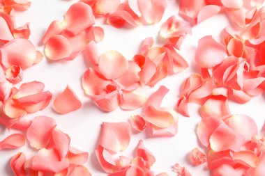 Beyaz arka planda güzel gül yaprakları