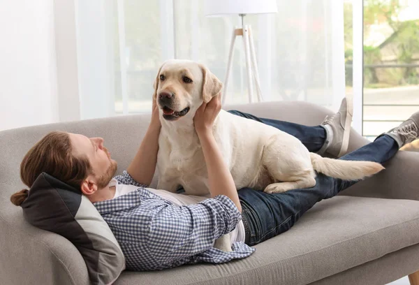 室内のソファの上の所有者と愛らしい黄色いラブラドル レトリーバー犬 — ストック写真