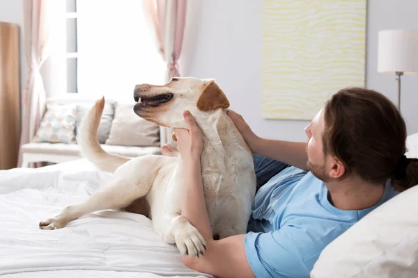 室内のベッドの上の所有者と愛らしい黄色いラブラドル レトリーバー犬 — ストック写真