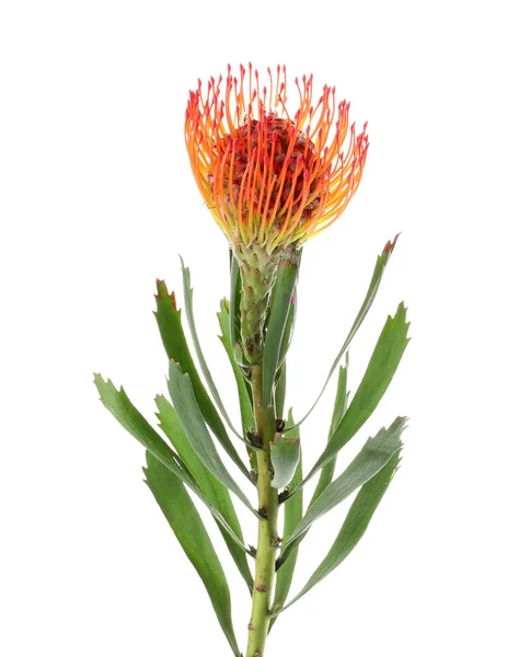 Mooie Protea Flower Witte Achtergrond Tropische Plant — Stockfoto