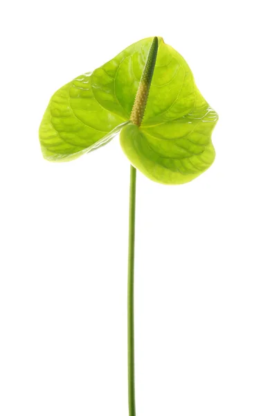 Beautiful Green Anthurium Flower White Background Tropical Plant — Stock Photo, Image