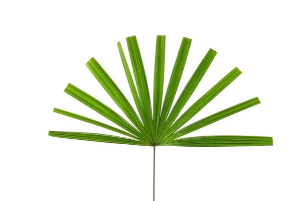 Schönes Palmblatt Auf Weißem Hintergrund Tropische Pflanze — Stockfoto
