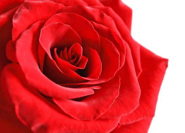 Όμορφο Κόκκινο Τριαντάφυλλο Ανοιχτόχρωμο Φόντο Κοντινό Πλάνο — Φωτογραφία Αρχείου