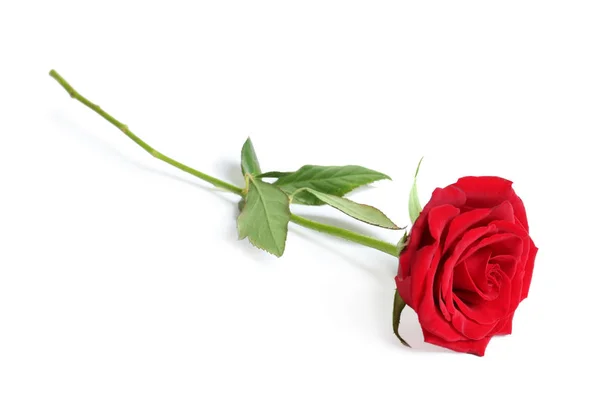 Όμορφο Κόκκινο Λουλούδι Τριαντάφυλλο Άσπρο Φόντο — Φωτογραφία Αρχείου