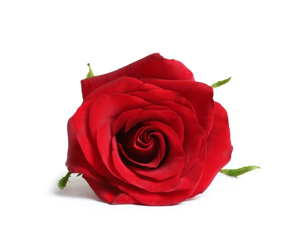 Hermosa Flor Rosa Roja Sobre Fondo Blanco — Foto de Stock