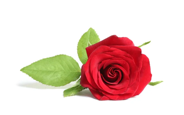 Hermosa Flor Rosa Roja Sobre Fondo Blanco —  Fotos de Stock
