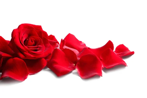 Bella Rosa Rossa Fiore Petali Sfondo Bianco — Foto Stock