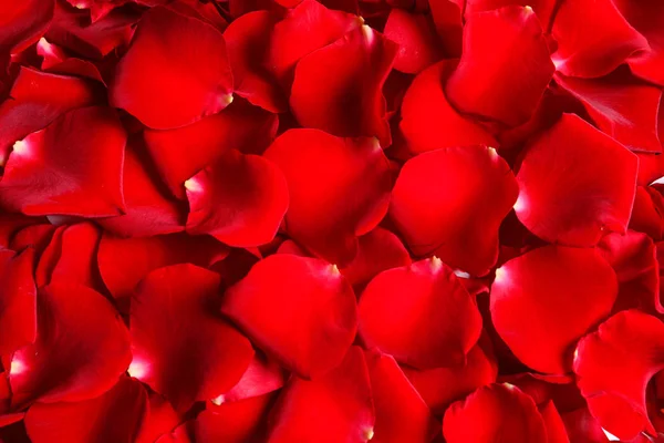 Красивые Красные Лепестки Роз Качестве Фона Крупным Планом — стоковое фото