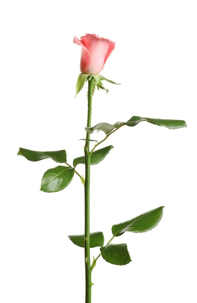Hermosa Flor Rosa Sobre Fondo Blanco — Foto de Stock