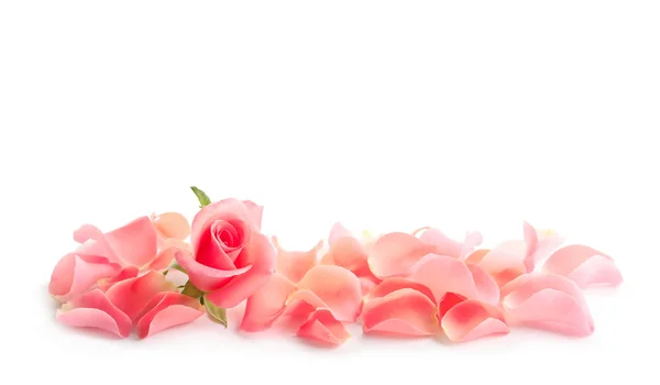Красива Троянда Пелюстки Білому Тлі — стокове фото