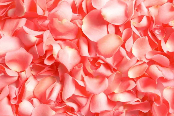 Schöne Rosenblätter Als Hintergrund — Stockfoto