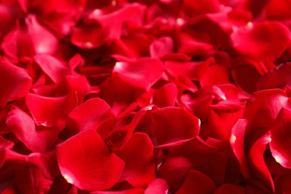 Красивые Лепестки Роз Качестве Фона — стоковое фото