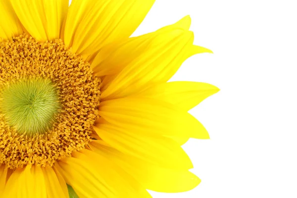 Hermoso Girasol Brillante Sobre Fondo Blanco — Foto de Stock