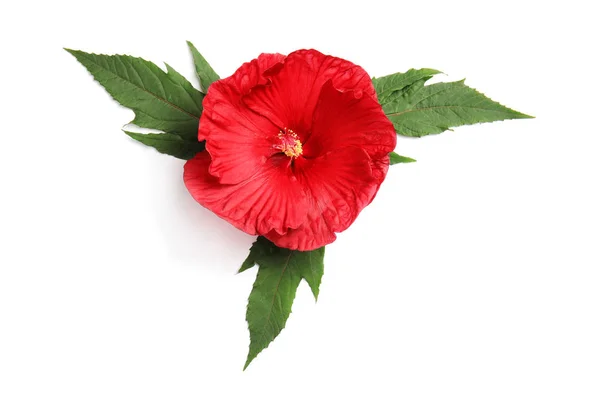 Bellissimo Fiore Ibisco Rosso Sfondo Bianco — Foto Stock