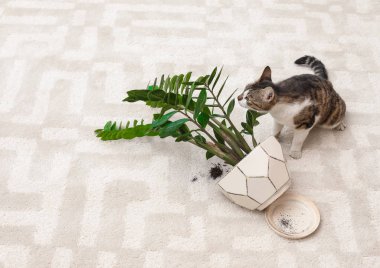 Kedi ışık halı üzerinde devrilmiş houseplant yakınındaki