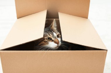 Meraklı kedi evde kutudan seyir