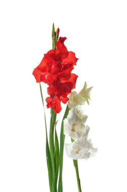 Beyaz arka planda güzel gladiolus çiçekleri