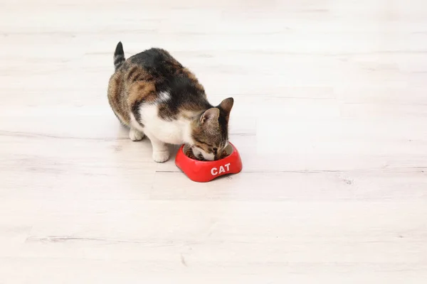 Χαριτωμένο Γάτα Τρώει Ξηρή Τροφή Από Κύπελλο Στο Πάτωμα Στο — Φωτογραφία Αρχείου