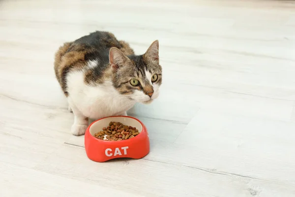 Niedliche Katze Frisst Hause Trockenfutter Aus Schüssel Auf Dem Boden — Stockfoto